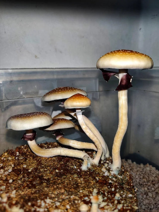 Strain Highlight: Acadian Coast