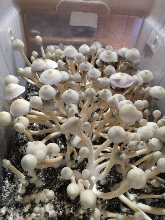 Strain Highlight: Albino A+
