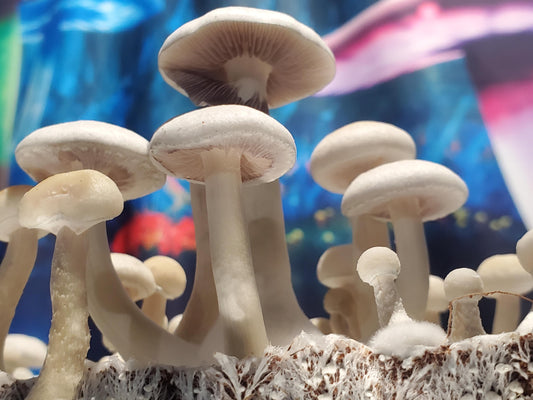 Strain Highlight: Albino Burma