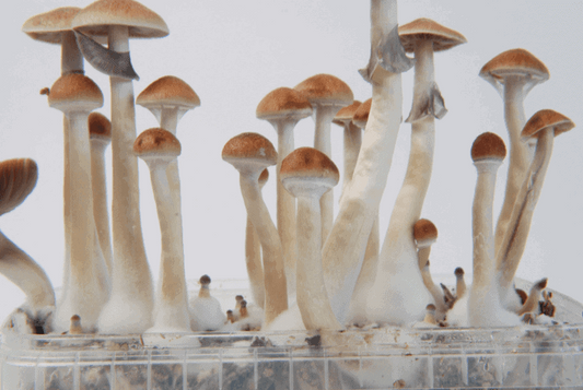 Strain Highlight: B+ Mushroom