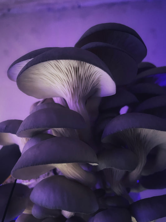 Are your mushrooms not fruiting or growing correctly? Here are the solutions: