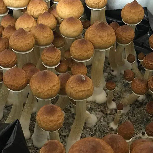 Strain Highlight: Burma