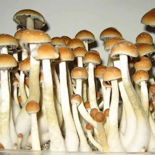 Strain Highlight: Golden Teacher Mushroom