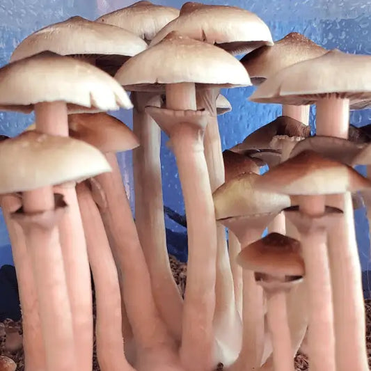 Strain Highlight: Lizard King