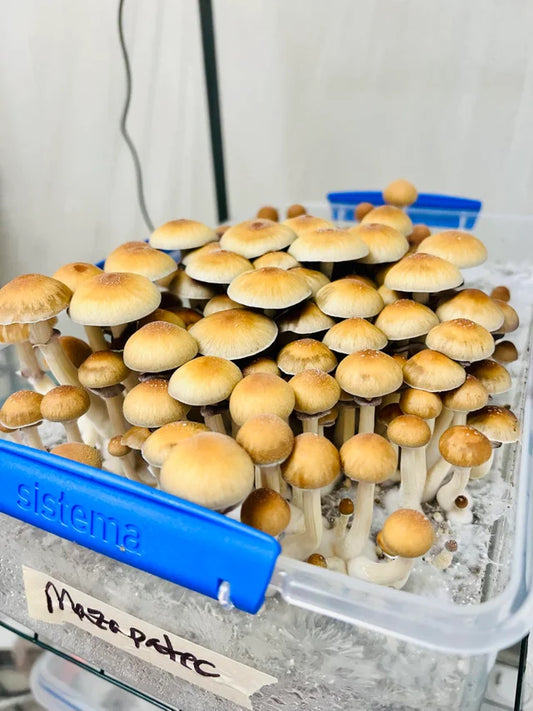 Strain Highlight: Mazapatec