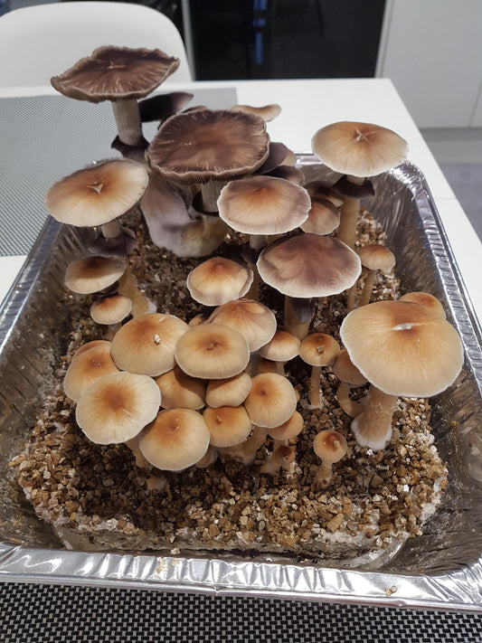 Strain Highlight: Tasmanian