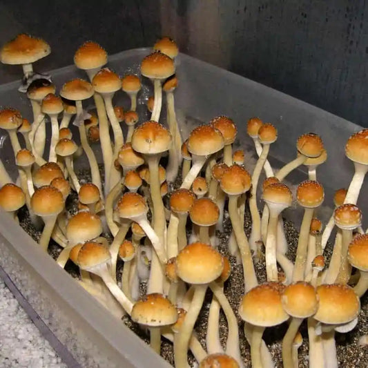 Strain Highlight: Treasure Coast