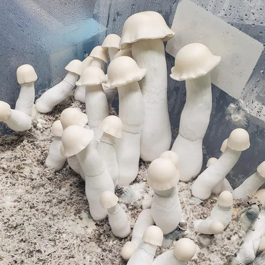 Strain Highlight: Yeti Mushroom