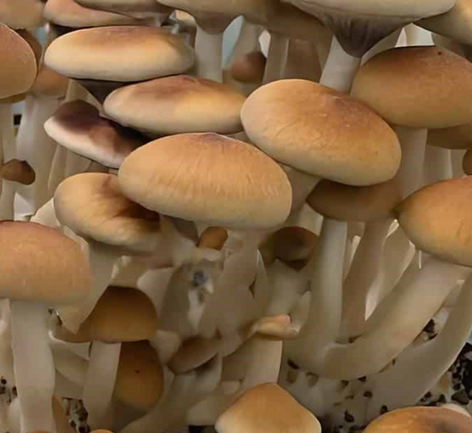 Strain Highlight: Columbian Rust Spore
