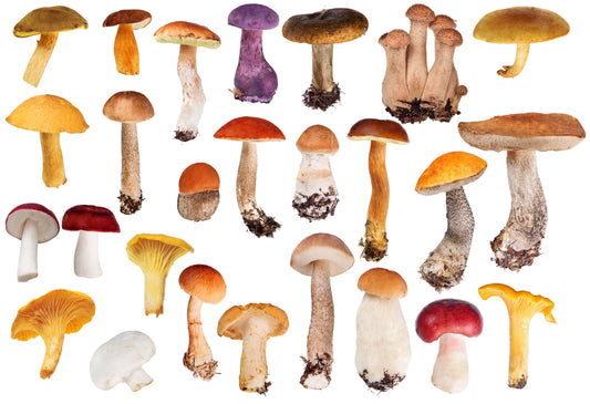 Mushroom Guide