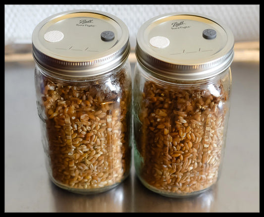 How to make grain spawn in jars at home