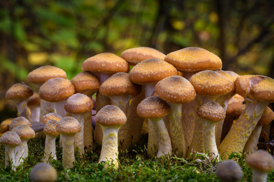 Medicinal Mushroom Highlight: The Honey Mushroom