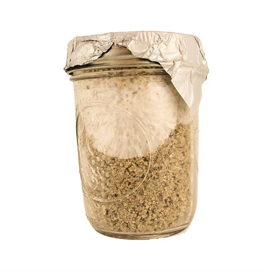 How to inoculate your grain spawn with spores or liquid culture:
