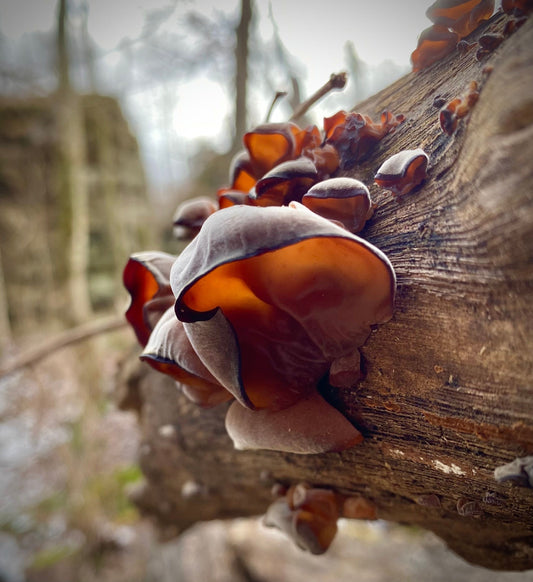 Medicinal Mushroom Highlight: Wood Ear